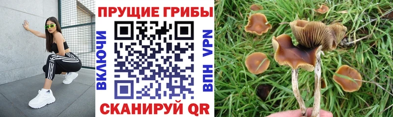 дарнет шоп  Лиски  Галлюциногенные грибы Cubensis 